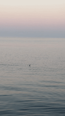 Tranquil sunset moment captured along Varna's Black Sea coast