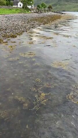 The video shows a serene coastal or loch-side scene. The foreground features clear, calm water with visible clusters of brown and green seaweed or algae gently swaying beneath the surface. A rocky and pebbled shoreline runs along the left side of the frame, separating the water from the land.

On the shore, a small, white building with a dark roof is nestled among green trees and vegetation. A wooden fence or barrier is visible near the house, extending towards the water.

In the background, a vast, undulating landscape of green hills rises under an overcast sky filled with grey clouds. The water reflects the cloudy sky and the subtle movements of the submerged plants. The camera slowly pans upwards, revealing more of the sky and the distant hills.

The overall impression is one of peaceful natural beauty, with no people or specific activities taking place, just the tranquil interaction of water, land, and sky. The time of day appears to be daytime, under cloudy weather conditions.