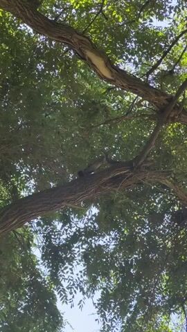 A low-angle shot looks up through the canopy of a tree. The leaves are green and dense, and the sky is visible through the gaps. Two thick branches cross the frame. On the lower branch, a gray squirrel is perched, facing to the left and slightly upwards. The squirrel is partially obscured by leaves but appears to be sitting upright. There is a lighter-colored patch on the upper branch, possibly a scar or growth on the tree. The overall scene is one of nature, with the focus on the squirrel in its natural habitat.