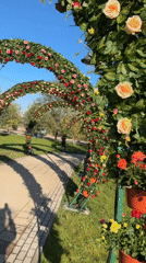 Flower-arched park path on a sunny day in Almaty