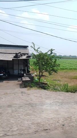 This is a vertical video recording from a moving vehicle, likely a motorcycle given the perspective and the presence of handlebars partially visible at the end. The scene depicts a rural or semi-rural roadside environment in Plemahan, Indonesia.

The primary subjects are the roadside, utility poles with numerous wires, and a passing view of agricultural fields. The fields appear to be a crop of young green plants, possibly tobacco or a similar leafy vegetable, arranged in neat rows. The roadside is unpaved or covered in gravel and dirt, with patches of grass and some scattered debris.

In the background, several structures are visible. These include small shops or buildings with corrugated metal roll-up doors and awnings. Further in the distance, the landscape is open and agricultural. There is a lone tree with a full canopy, casting a shadow, and some more sparse, bare-branched trees. In the later frames, what appears to be a construction site with concrete pillars and rebar is visible.

The activity taking place is simply the vehicle's transit along the road, offering a passive view of the surroundings.

Notable details include the time of day appearing to be daytime, with bright sunlight casting shadows, suggesting it's not the middle of the night. The sky is a pale blue with some scattered clouds. There are no discernible emotions conveyed as the footage is purely observational. The location cues of agricultural fields, small roadside businesses, and utility poles are consistent with a Southeast Asian setting, specifically identified as Plemahan, Indonesia.

There is no significant visible text within the video, other than what might be small labels or advertisements on the utility poles or buildings, too indistinct to read.