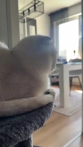 A close-up, profile view of a cream-colored Scottish Fold cat is captured as it rests on a grey textured cat tree perch. The cat is positioned on the right side of the frame, its head turned to the right, looking out of frame. Its ears are folded down, a characteristic of the breed. The cat's body is mostly contained within the left side of the frame, with its tail curled around its body. The background is softly blurred, revealing an indoor domestic environment. Sunlight streams in from a large window on the right, illuminating the scene and creating a bright, hazy effect. Furniture, including a white table and chairs, is faintly visible in the background, suggesting a dining or living area. The lighting is natural and diffused, with the overall tone being warm and bright. The video appears to be a static shot with minimal to no movement other than the cat's subtle shifts in gaze and posture.