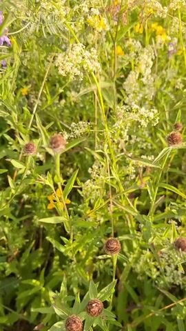 The video displays a close-up view of a meadow filled with various wildflowers. The predominant colors are green from the leaves and stems, white from clusters of small flowers, yellow from scattered larger flowers, and hints of purple from a few delicate blooms. Several brown, spiky seed heads are visible, some hanging downwards and others upright. The lighting suggests it's daytime, likely with sunlight filtering through the foliage. The camera moves slowly, providing a dynamic perspective of the dense vegetation. There are no people or animals clearly visible in the frame.