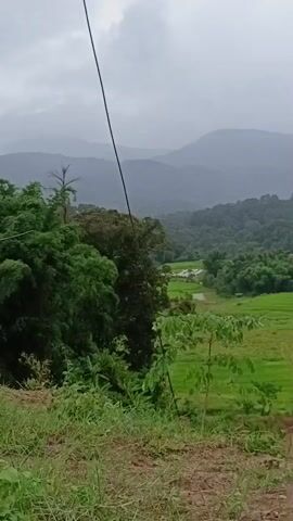 The video shows a panoramic view of a lush green valley under a cloudy sky. In the foreground, there is a grassy slope with some small trees and bushes. A thin, dark wire runs diagonally across the upper left portion of the frame. The middle ground features terraced rice paddies, their vibrant green contrasting with the darker foliage of the surrounding trees. In the background, a series of rolling hills covered in dense green forest stretch towards the horizon, fading into a hazy, overcast sky. The overall atmosphere is serene and natural, suggesting a rural or mountainous landscape. No people or specific actions are visible, focusing solely on the landscape.