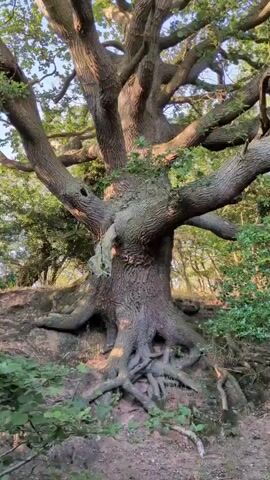 The video shows a close-up, upward-angled view of a large, ancient oak tree with thick, gnarled branches. The tree is situated on a slightly elevated, earthy bank, with exposed roots at its base. The foliage of the tree is dense and green, with sunlight filtering through the leaves. The surrounding environment appears to be a wooded or natural area, with hints of other trees and vegetation visible in the background. The sky is a clear blue. The video is shot from a stationary position, with no visible people or animals. The lighting suggests it is daytime, possibly late afternoon due to the warm tones of the sunlight.