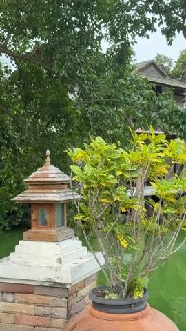A handheld vertical video shows an outdoor scene with a pond and tropical vegetation. In the foreground on the left is a stone pillar topped with a decorative lantern and a terracotta pot containing a leafy plant with yellow and green variegated leaves. To the right of the pillar and pot is a bright green body of water, likely a pond or pool. In the background, lush green trees and palm trees surround the water. A multi-story building with a wooden roof and balconies is visible among the trees. Steps leading down to the water are also present on the right side of the background. The lighting suggests an overcast or diffused daylight. The camera pans slightly to the right throughout the video, revealing more of the pond and the building. There are no people or animals visible in the video.
