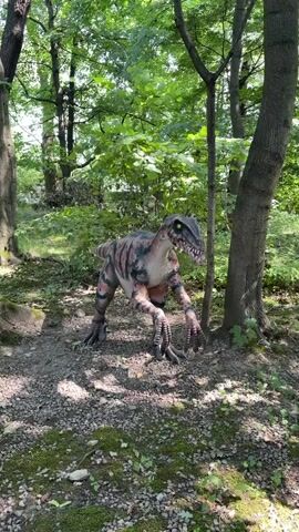 A lifelike, animatronic dinosaur model is positioned in a wooded area. The dinosaur, which appears to be a velociraptor, has orange and black stripes and is in a crouched stance with its mouth open and claws extended. The surrounding environment is lush with green trees and foliage, and the ground is covered in dirt and mossy rocks. The camera appears to be held by a person, and the audio consists of muffled speech in Polish, with one speaker stating that the dinosaur is a figurine and is stationary.