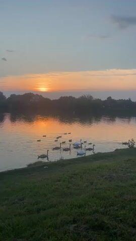 The video shows a serene natural scene at sunset by a body of water. The sun is low on the horizon, casting a warm, orange glow across the sky and reflecting on the water's surface. Silhouetted trees line the opposite bank of the water. In the foreground, a grassy bank slopes down to the water's edge. A flock of swans and ducklings are swimming together in the water. The overall atmosphere is peaceful and tranquil.