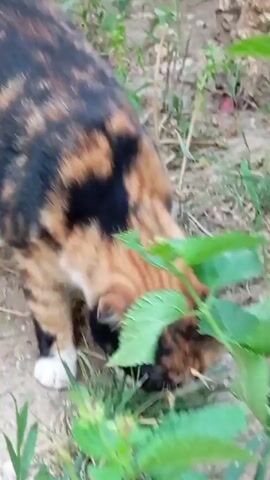 The video shows a tortoiseshell cat with patches of orange, black, and tan fur. The cat is sniffing the ground and grass, possibly foraging or exploring its surroundings. The environment appears to be outdoors with dirt, dry grass, and green plants. The camera is positioned close to the cat, capturing its movements and fur in detail.