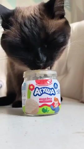 A close-up shot shows a Siamese cat leaning over a small glass jar of baby food. The jar has a label with Russian text and images of a flower, a baby, and what appears to be the food product. The cat's head is lowered as it licks the contents of the open jar. The background is blurred but suggests an indoor setting with a light-colored surface and possibly furniture.