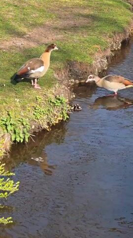 The video shows two Egyptian geese near a small body of water. One goose stands on the grassy bank, while the other is standing in the water. A group of small goslings are between them, some in the water and some on the bank. The water reflects the light, and there is grass and dirt on the bank. A child's voice can be heard in the background.