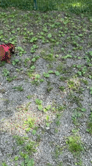 Two dachshunds on a park walk, nose to the ground