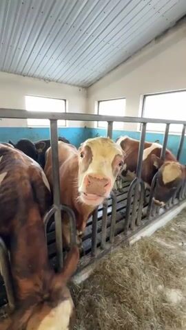 A group of cows is housed in a barn or stable in Reykjahlíð, Iceland. The scene shows several cows behind metal stanchions, with hay scattered on the floor for feed. In the foreground, a brown and white cow is seen from behind, with its head down, possibly eating. In the middle of the frame, a light brown cow with a lighter face looks directly at the camera, then raises its head and opens its mouth slightly as if about to moo or calling out. In the background, other brown and white cows are visible, with one also eating hay from the ground. The barn has white walls, blue trim along the bottom, and several windows letting in natural light. The ceiling is made of corrugated metal panels.