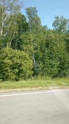 A video shows a view from a moving vehicle, looking out at a roadside with trees and grass. The sky is blue. The person speaking in the video expresses dissatisfaction with the process of downloading music to their phone.