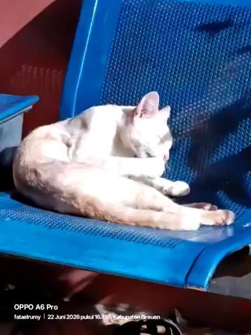 The video shows a light-colored cat grooming itself on a blue plastic chair. The cat is lying on its side, curled up and appears relaxed as it licks its paw and face. Sunlight streams in from the right, casting shadows on the cat and the chair, suggesting it's daytime, likely afternoon due to the angle of the shadows. The chair has a textured surface with small circular perforations. In the background, a reddish-brown surface is visible, possibly a wall or another piece of furniture.

Visible text at the bottom of the frame reads: "OPPO A6 Pro fataelrumy | 22 Juni 2026 pukul 16.31 | Kabupaten Bireuen". This indicates the device used to record the video, a username or identifier, the date and time of recording (June 22, 2026, at 4:31 PM), and the location as Bireuen Regency in Rheum Barat, Indonesia. The overall mood is peaceful and serene, captured in a casual, everyday moment.