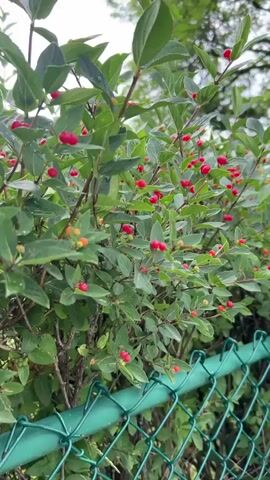 This video shows a close-up of a green bush with numerous small, bright red berries. The bush is densely packed with green leaves, and some of the berries are just beginning to turn red, with a few showing orange hues. The berries are round and glossy. In the background, a green chain-link fence is visible, suggesting the bush is growing along a property line or in a yard. Above the bush, out-of-focus trees and a cloudy sky are discernible, indicating an outdoor setting. The lighting appears to be diffused, possibly suggesting an overcast day or early morning/late afternoon. There are no people or animals visible in the video. The overall impression is one of nature's abundance, with the vibrant red berries standing out against the lush green foliage. The video seems to be shot in a static position, offering a detailed look at the bush and its fruit. The location context points to St. Catharines, Canada, but there are no specific visual cues in the video itself to confirm this. No visible text is present in the media file.
