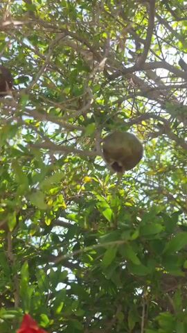 The video shows a close-up view of a pomegranate tree, focusing on its branches, green leaves, developing fruits, and a single red flower. The camera pans slightly, offering glimpses of several green, unripe pomegranates hanging from the branches, as well as the vibrant red flower in the foreground. Sunlight filters through the leaves, creating a dappled effect. The overall environment appears to be outdoors, with a clear blue sky visible in some parts of the frame. No people or animals are visible in the footage.