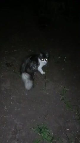 A black and white cat walks across the ground at night. The cat has yellow eyes and a fluffy tail. The ground is covered with dirt and some grass. There is a concrete sidewalk or path to the right of the cat. The video is blurry and dark.