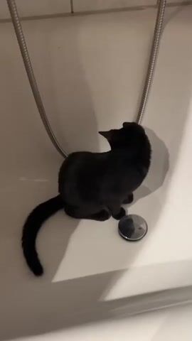 A black kitten is sitting in a bathtub next to a drain. The kitten turns its head and then jumps up onto the side of the bathtub, reaching for bottles of shampoo and conditioner. The kitten's front paws are visible as it climbs.