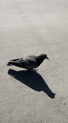 Pigeon spotted walking on concrete in Kazan, Russia