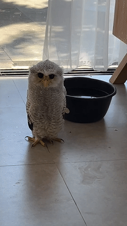 Juvenile and adult owls at a Bali home sanctuary