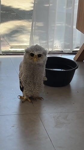 Juvenile and adult owls at a Bali home sanctuary