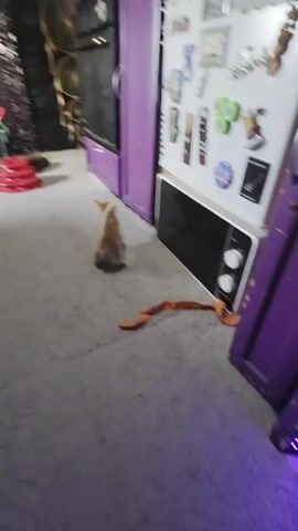 A kitten, light brown and white, sits facing away from the camera. Two other kittens, one dark gray and one light brown, approach from the left. The dark gray kitten moves towards a gap beneath a microwave oven situated on a white appliance. The light brown kitten moves around the first kitten. The scene is indoors with a gray carpeted floor and purple cabinets.