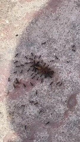 A swarm of ants are gathered around a dead insect, possibly a grasshopper or cockroach. The ants appear to be dismantling the insect, carrying away pieces of its body. The scene takes place on a concrete surface with some pinkish discoloration. The lighting suggests it is daytime.
