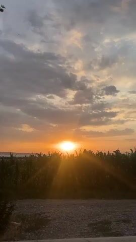 This vertical video captures a sunset over a field of corn. The sun is setting in the center of the frame, casting a warm, golden glow across the sky and the tops of the corn stalks. Rays of sunlight are visible, fanning out from the sun. The sky is filled with dramatic clouds, some of which are dark and grey, while others are tinged with orange and pink from the setting sun. The cornfield stretches across the lower half of the frame, appearing dense and lush. The ground in the foreground is a mixture of gravel and dirt. There are a few faint bird-like shapes visible in the sky. The overall impression is one of a tranquil and beautiful rural landscape at dusk. The location context indicates the setting is in Кызыл-Кыргызстан, Kyrgyzstan.