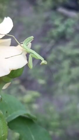 A close-up video shows a small green praying mantis perched on a pale yellow flower petal, with a blurry green background of foliage. The praying mantis is positioned on the right side of the frame, with its body extending horizontally across the petal. Its head is turned to the right, and its forelegs are raised in a characteristic praying posture. The flower petal is large and curves downward, with a green bud visible beneath it. The leaves of the plant are a vibrant green and are positioned in the lower left of the frame. The background is out of focus, suggesting a shallow depth of field, and appears to be a garden or natural outdoor setting. The lighting is soft, and the overall impression is one of delicate observation of nature.