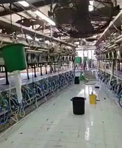 The video pans across a milking parlor. The parlor is long and narrow, with two rows of milking stations facing each other. Each station has a metal frame, hoses, and what appear to be milking cups attached. There is a large industrial fan mounted on the ceiling. In the foreground, there are two buckets, one black and one yellow. The floor is tiled and appears to be wet in places. The walls are industrial, with pipes and wiring visible. The lighting is artificial. The scene is clean and orderly.