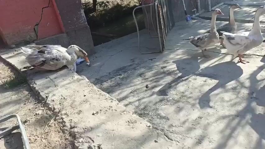 The video shows several geese walking around an outdoor area. One goose in the foreground is flapping its wings. Another goose is facing left and appears to be eating from a bowl. The ground is concrete with some dirt and grass visible. There is a building in the background and some metal fencing. The lighting suggests it is daytime and sunny, as there are shadows cast on the ground.