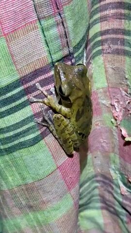A frog perches motionless on plaid fabric. Its skin is damp and mottled green and brown. The frog faces the camera with its mouth slightly open. The fabric is a mix of pink, green, and brown squares, with some wear evident in the upper right.