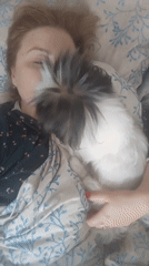 Lazy morning in bed with a fluffy black and white dog, Izhevsk