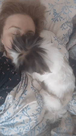 Lazy morning in bed with a fluffy black and white dog, Izhevsk