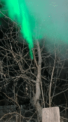 Green smoke and pet moments captured in Novyi, Russia