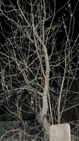 Green smoke and pet moments captured in Novyi, Russia