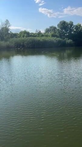 This media file shows a serene natural scene with a calm lake under a bright blue sky dotted with fluffy white clouds. The foreground is dominated by the lake's tranquil green water, with gentle ripples suggesting a light breeze. The middle ground features a lush, verdant shoreline with a dense growth of reeds and trees. Beyond the reeds, a line of mature trees forms a natural barrier, their green canopies reflecting in the water. In the distance, a few scattered buildings and more trees suggest a rural or semi-rural setting.

The time of day appears to be daytime, likely late morning or early afternoon, given the bright sunlight and the clear blue sky. The weather is pleasant, indicated by the clear sky and sunshine. The overall mood conveyed is peaceful and idyllic, evoking a sense of nature's beauty and tranquility. There is no visible text in the media file. The location context suggests this scene is in Lazky, Ukraine.