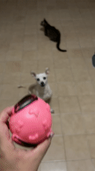 Pet playtime and quiet moments documented in Ciudad Guayana