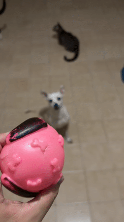 Pet playtime and quiet moments documented in Ciudad Guayana