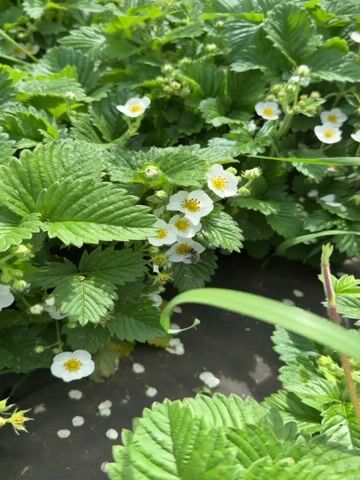 The video shows a patch of strawberry plants with white flowers. A bee is visible on one of the flowers. The plants have bright green leaves. There are some fallen white petals on the ground. The plants are growing on dark ground cover. A blade of grass is in the foreground.