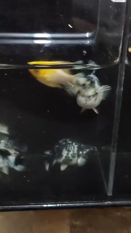A close-up shot of a small aquarium shows several fish swimming. The fish are predominantly black and white, with some having splashes of yellow or blue. One fish in the upper right corner is light yellow and appears to be a different species than the others. The water is clear, and the background is dark. The lighting is dim, highlighting the fish against the dark tank.