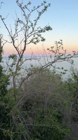 The video shows a view of the ocean from a high vantage point, likely a hillside or cliff. The foreground is filled with lush green vegetation, including trees and bushes, partially obscuring the view. A tree with sparse leaves is prominently positioned on the left side of the frame, its branches reaching towards the sky. In the background, the calm ocean stretches out to the horizon, where the sky displays a gradient of colors, transitioning from pale pink near the horizon to a clear blue above. A glimpse of the coastline can be seen to the right, with some buildings visible among the trees. A metal railing briefly enters the frame towards the end of the video. The overall scene conveys a sense of tranquility and natural beauty at dusk.