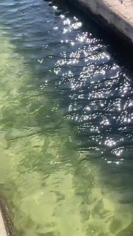 A high-angle shot shows clear water in a canal or waterway. Sunlight glints off the surface of the water, creating bright sparkles. The bottom of the waterway is visible and appears to be covered in light-colored sand or gravel with some green algae or vegetation. A concrete or stone edge is visible along the right side of the frame. The water is calm with gentle ripples.
