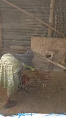 A person wearing a headscarf and a light-colored patterned skirt, along with a gray long-sleeved shirt and a visible shoe, is hunched over inside a pen. The pen appears to be constructed with wire mesh and bamboo poles, and it contains a wooden nesting box with a circular opening. The ground inside the pen is dirt and debris. The person's hands are obscured by the wire mesh and the angle of the shot. The person is facing away from the camera and appears to be interacting with something on the ground within the pen.