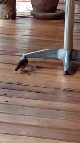 A medium shot depicts a Rufous-browed Peppershrike standing on the metal base of a table. The bird, with orange feathers on its belly and a brown back, is looking to the left. It briefly hops on the table base. The floor is made of brown wooden planks. In the background, partially out of focus, are two terracotta pots.