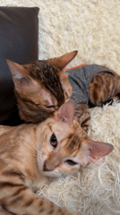 Bengal cats rest together on rug in Murino