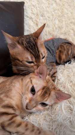 Bengal cats rest together on rug in Murino