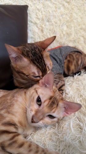 Bengal cats rest together on rug in Murino