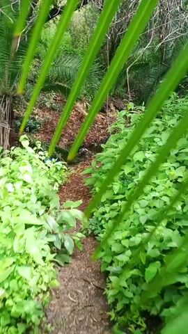 The video shows a path through a lush, green forest. The path is covered in brown leaves and mulch, and there is a small stream running alongside it. On the left of the path, there is a blue container lying on the ground, and further along the path, a red object is visible amongst the green foliage. The forest is dense with various types of plants, including ferns and trees, creating a rich, natural environment.